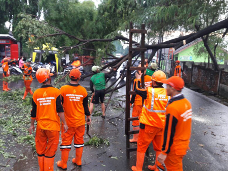 Dua Pohon Tumbang di Jakbar Berhasil Dievakuasi 