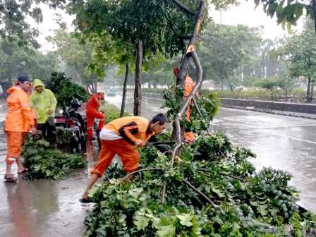  3 Pohon Tumbang Di Jalan Perintis Kemerdekaan Dibersihkan