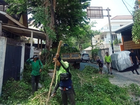 18 Pohon Dipapas di Lima Kecamatan di Jakbar