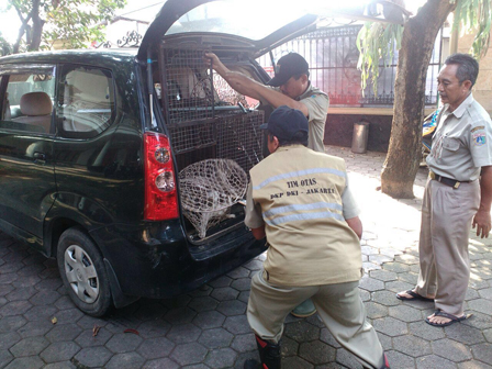 Sudin KPKP Jakbar Tangkap 7 Kucing Liar di Kembangan Selatan