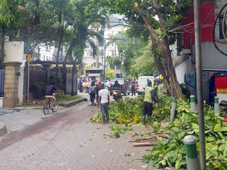 Sudin Kehutanan Jakpus Toping Tiga Pohon di Jalan Kertoseno 