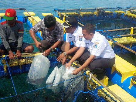 Pemkab Dorong Budidaya Ikan Laut Dibentuk Koperasi