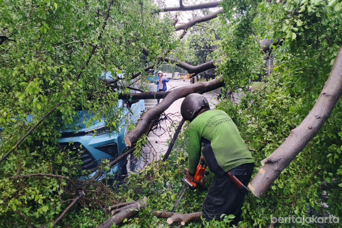 Satgas Tamhut Jakpus melakukan penanganan beringin tumbang di Pasar Baru