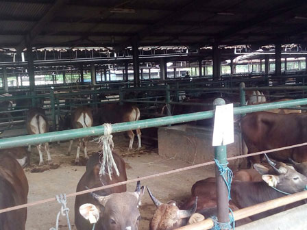  Dharma Jaya Memberikan Tempat Penyewaan Kandang Sapi 