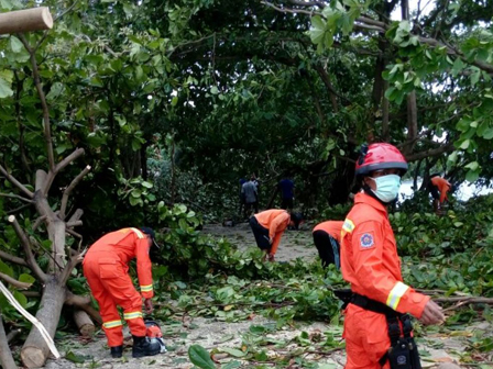 Puluhan Pohon Tumbang di Pulau Tidung Dievakuasi