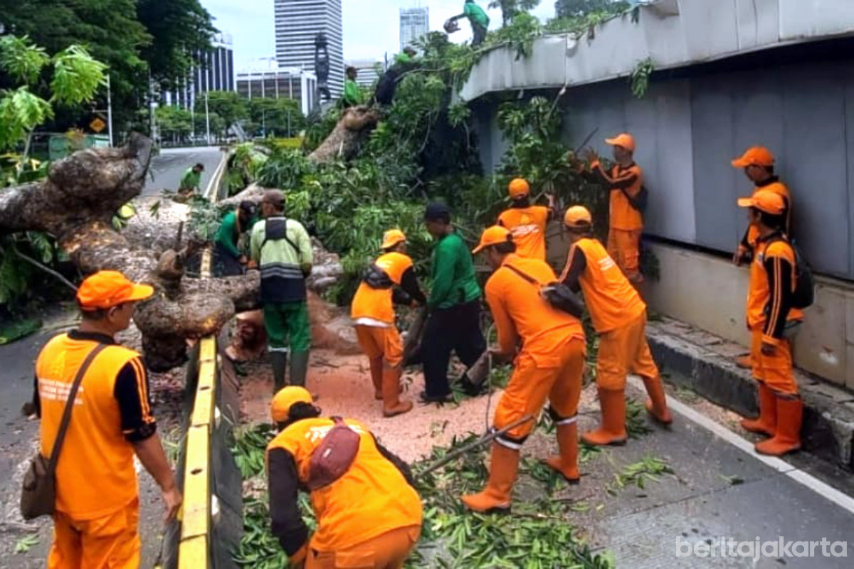 Petugas gabungan melakukan Evakuasi Pohon Tumbang di Jalan Sisingamangaraja