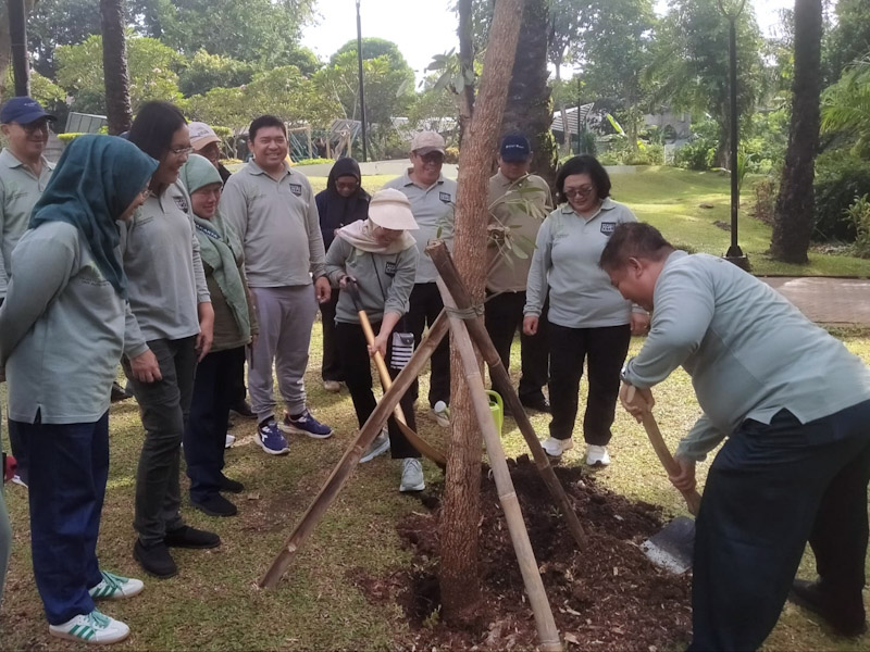 Pohon Tabebuya Kuning Ditanam di Taman Abdul Rahman Cibubur