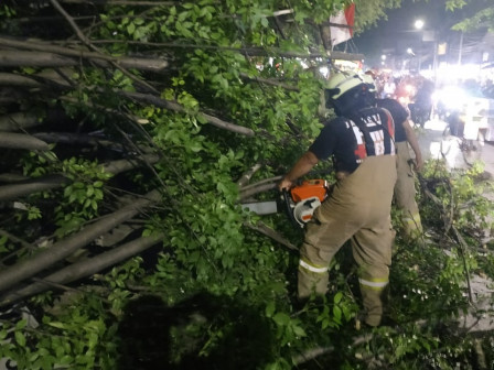 Pohon Tumbang Berdiameter 1 Meter di Penggilingan Dievakuasi Petugas