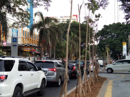  200 Pohon Tabe Buya di Tanam di Jalan Cikini Raya