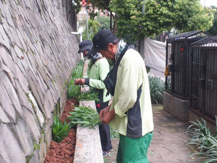 Kantor Walkot Jaksel Dipercantik Dengan Tanaman Rawelia 