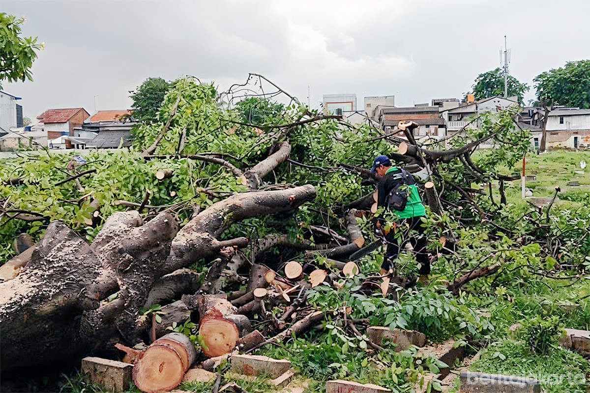 Pohon tumbang di TPU Kober telah dievakuasi
