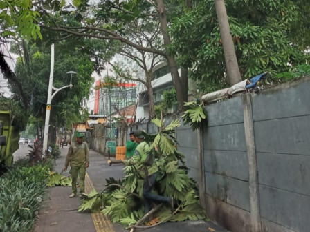 Tujuh Pohon Rindang di Petojo Utara Dipangkas 