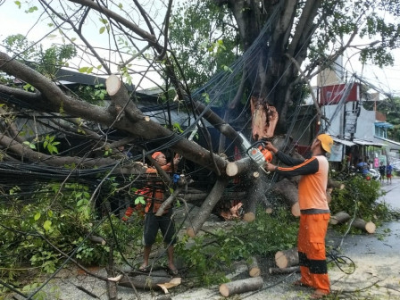 PPSU - Gulkarmat Cilandak Evakuasi Pohon Tumbang di Cipete Selatan