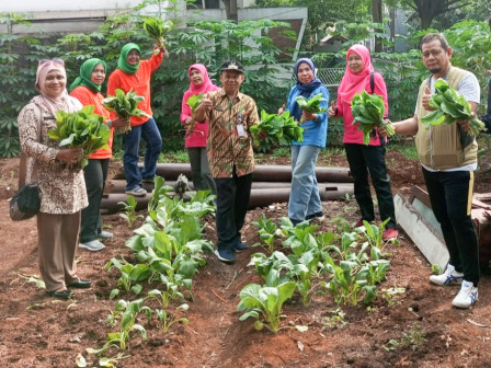 Kelurahan Ceger Panen Sawi di Lahan Urban Farming