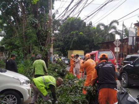 Lima Pohon Besar Dipangkas di Jl Bina Marga