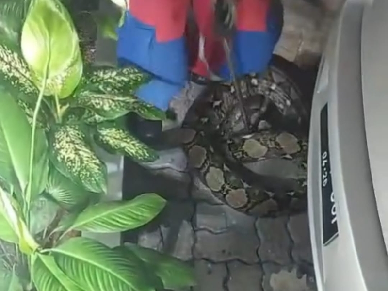 Ular Sanca Berhasil Dievakuasi dari Rumah Warga di Pondok Pinang