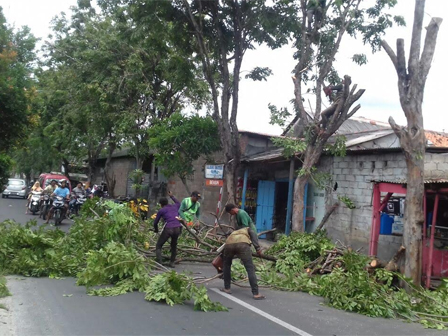 10 Pohon Ditoping di Jl Dukuh