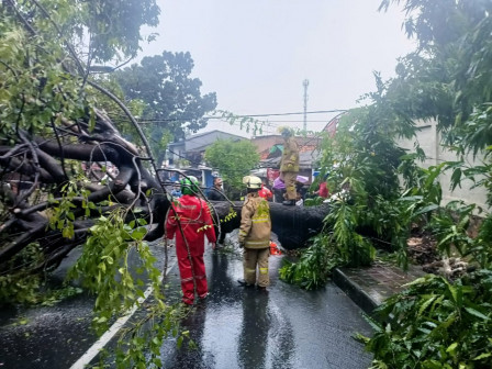 Sembilan Pohon Tumbang di Jaktim Berhasil Dievakuasi Petugas