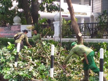 Lima Pohon di Jalan Jenggal I Ditoping 