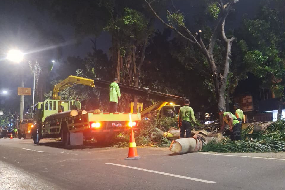 Distamhut Lakukan Peremajaan Pohon di Jalan Metro Pondok Indah 