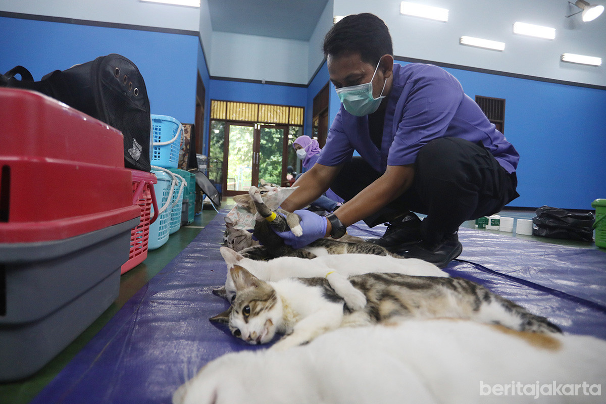 https://multimedia.beritajakarta.id/photo/2014_508c75c8507a2ae5223dfd2faeb98122/Proses sterilisasi pada kucing jantan