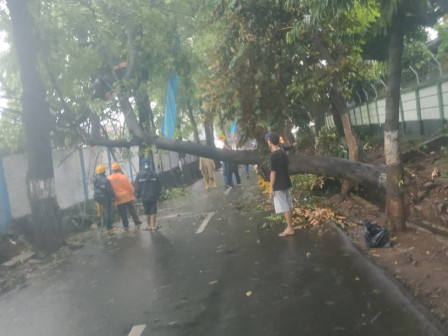 Petugas Evakuasi Pohon Tumbang di Pekayon	