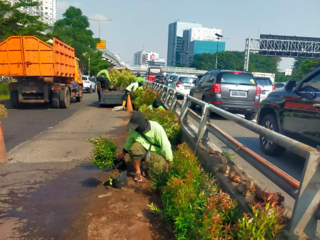 Beautifikasi Median Jl MT Haryono Rampung Awal April 