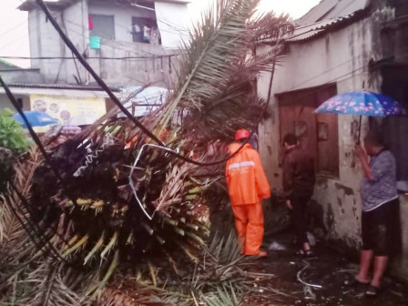 Petugas Gabungan Evakuasi Tiang listrik dan Pohon Rubuh di Kembangan