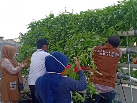  30 Kg Sayur di Panen Urban Farming di Kelurahan Keagungan