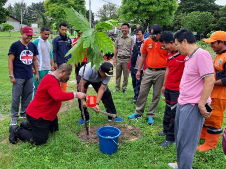 Pulau Lancang Giatkan Gerakan Tanam Pohon Sukun