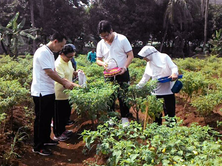  Ribuan Tanaman Cabe Dipanen di Kebon Bibit Cibubur