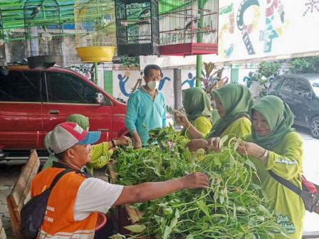 Urban Farming Kelurahan Pademangan Timur Panen Sayuran Kangkung