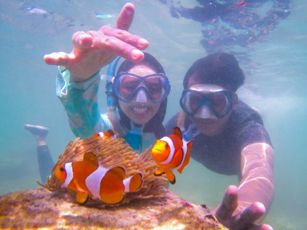 Yuk... Menyelami Keelokan Taman Nemo di Pulau Untung Jawa