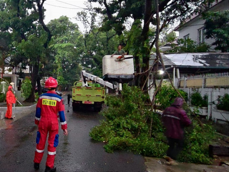 BPBD Catat 18 Kejadian Pohon Tumbang Sejak Kemarin