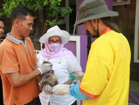 Sudin KPKP Vaksin Ratusan HPR dan Periksa PMK di Kelurahan Pulau Panggang 