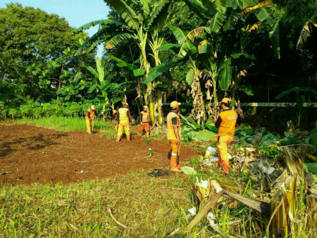 PPSU Kelurahan Bintaro Manfaatkan 8000 Lahan Untuk Urban Farming