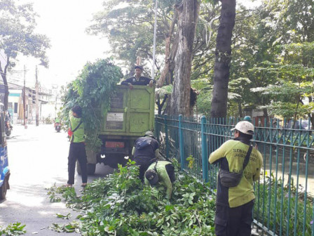 Sudin Pertamanan dan Hutan Kota Jakut Pangkas 3.630 Pohon Rawan Tumbang 