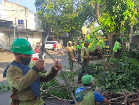 140 Petugas Gabungan Dikerahkan Benahi Pohon Tumbang di Kebayoran Lama