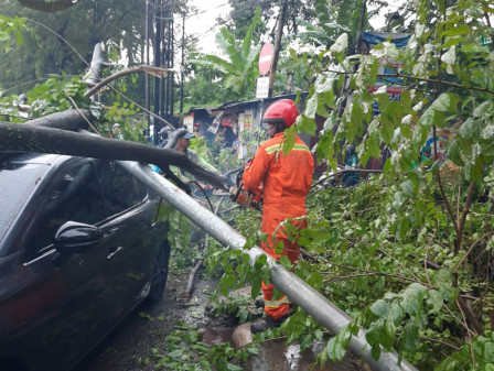 Sudin Gulkarmat Jaksel Tangani Pohon Tumbang di Jalan RS Fatmawati 