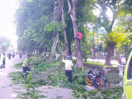 8.501 Pohon di Jakarta Utara Ditoping