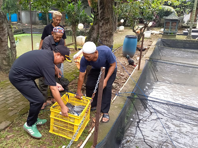 Rojali, Ciptakan Kolam Uang Di halaman Rumah dengan Ternak Ikan