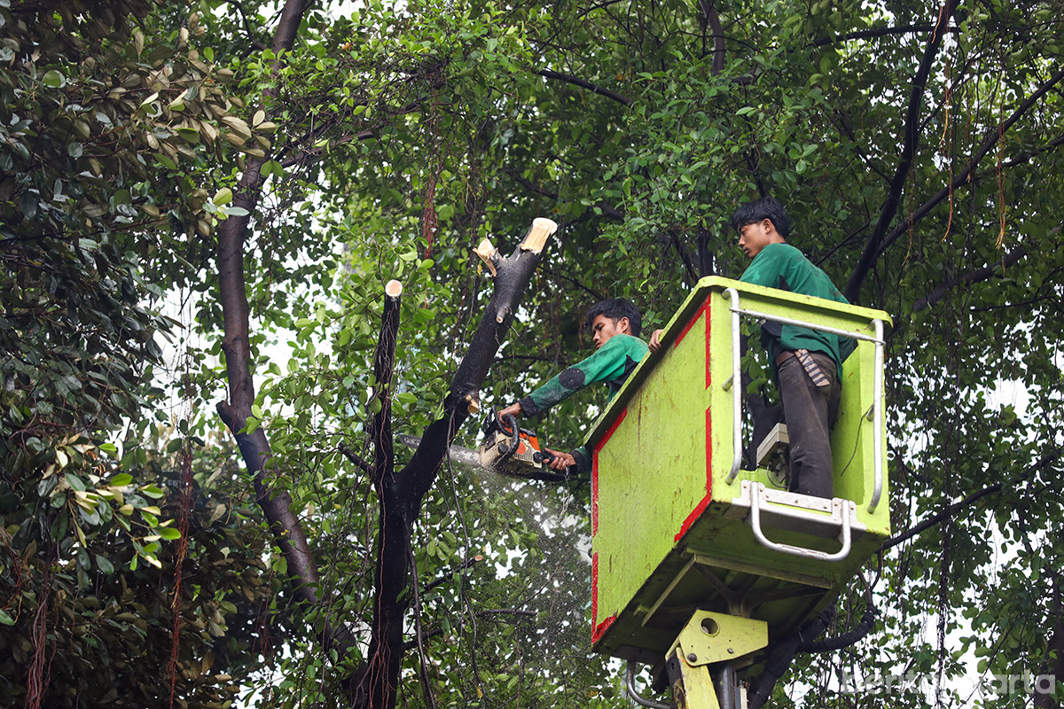 Petugas Distamhut memangkas pohon di kawasan jakarta Pusat