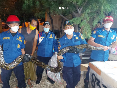 Ular Sanca kembang Sepanjang 4,5 Meter di Pulau Tidung Berhasil Dievakuasi 