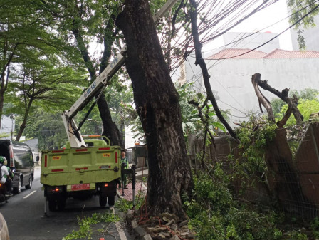  8 Pohon Rawan Tumbang di Jalan Panglima Polim V Dipangkas 