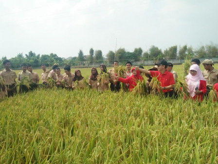  120 Pelajar Panen Padi di Sawah Abadi Cakung