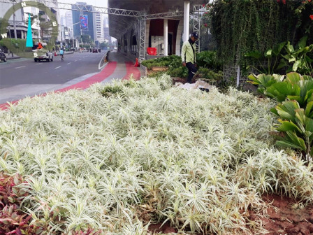 Distamhut Lakukan Penggantian Tanaman Sepanjang Jl Sudirman - Thamrin