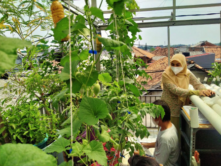 Dinas KPKP DKI Tinjau peserta Lomba Rooftop Garden