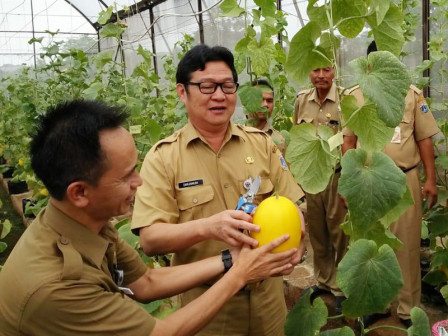  Dinas KPKP Berhasil Panen Melon di Agro Wisata Cilangkap 