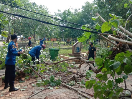 Petugas Evakuasi Pohon Tumbang di Pulau Untung Jawa
