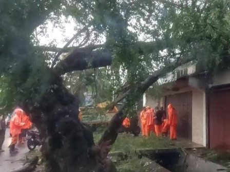 29 Personil Gabungan Tengah Evakuasi Pohon Tumbang di Duri Selatan